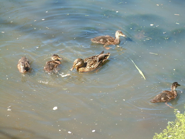 2016-05-16 10.36.12.jpg