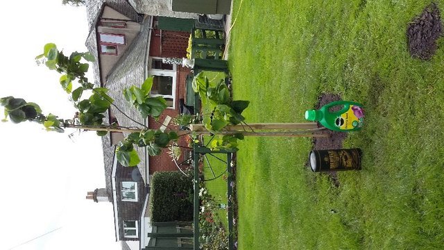 with miracle grow.jpg