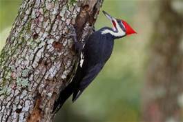 woodpecker.jpg